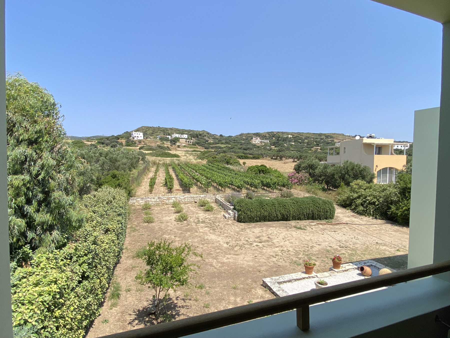 View to the vineyard