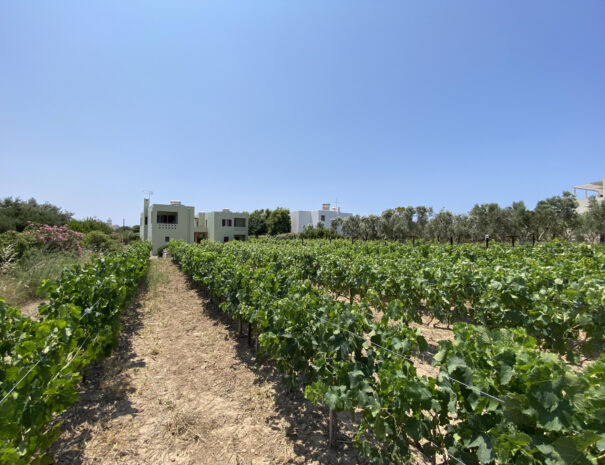 kythira-studios-vilana_483